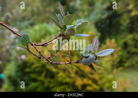 Nahaufnahme eines feuchten Feijoa-Baumes mit grünen reifen Feijoa-Früchten und Blättern nach dem Regen Stockfoto