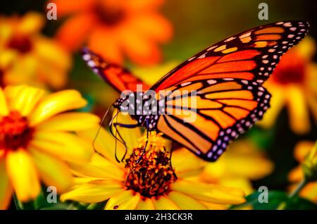 Ein Monarch-Schmetterling (Danaus plexippus) ernährt sich während der Herbstmigration am 23. Oktober 2021 in Fairhope, Alabama, von einer schleichenden Zinnie (Zinnia angustifolia). Stockfoto