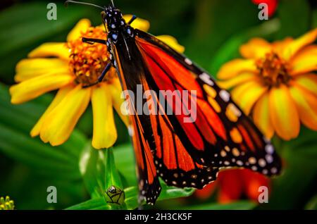 Ein Monarch-Schmetterling (Danaus plexippus) ernährt sich während der Herbstmigration am 23. Oktober 2021 in Fairhope, Alabama, von einer schleichenden Zinnie (Zinnia angustifolia). Stockfoto