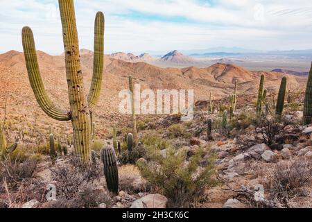 Ein saguaro-Kaktus im Saguaro National Park, Tucson, AZ. Vögel picken oft Löcher in den Stamm, um sie als sicheren Ort zum Nisten zu nutzen Stockfoto