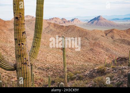 Ein saguaro-Kaktus im Saguaro National Park, Tucson, AZ. Vögel picken oft Löcher in den Stamm, um sie als sicheren Ort zum Nisten zu nutzen Stockfoto