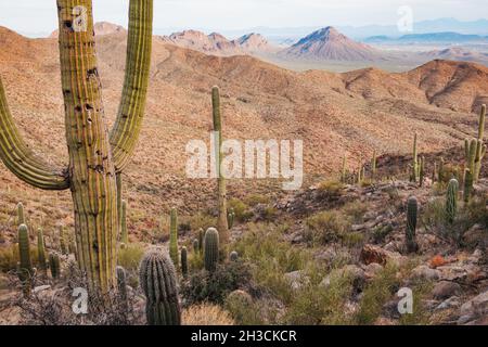 Ein saguaro-Kaktus im Saguaro National Park, Tucson, AZ. Vögel picken oft Löcher in den Stamm, um sie als sicheren Ort zum Nisten zu nutzen Stockfoto