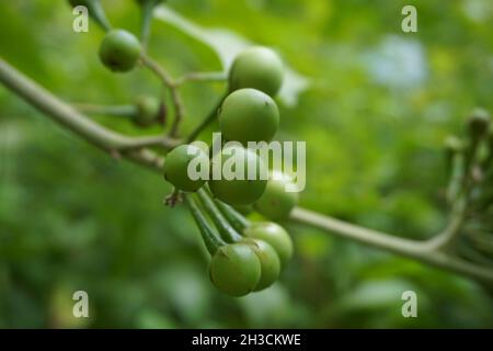 Solanum torvum (Putenbeere, rickiger Nachtschatten, Shoo-Shoo-Busch, wilde Aubergine, Erbsenaugpflanze, pea Aubergine, kantɔsi, konsusua) oder allgemein als pok bezeichnet Stockfoto