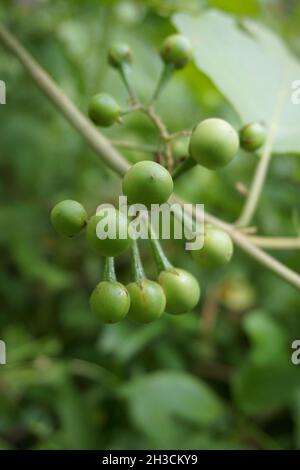 Solanum torvum (Putenbeere, rickiger Nachtschatten, Shoo-Shoo-Busch, wilde Aubergine, Erbsenaugpflanze, pea Aubergine, kantɔsi, konsusua) oder allgemein als pok bezeichnet Stockfoto