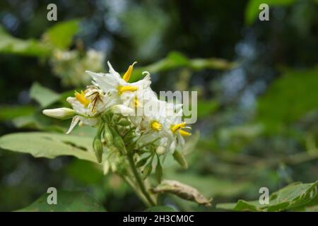 Solanum torvum (Putenbeere, rickiger Nachtschatten, Shoo-Shoo-Busch, wilde Aubergine, Erbsenaugpflanze, pea Aubergine, kantɔsi, konsusua) oder allgemein als pok bezeichnet Stockfoto