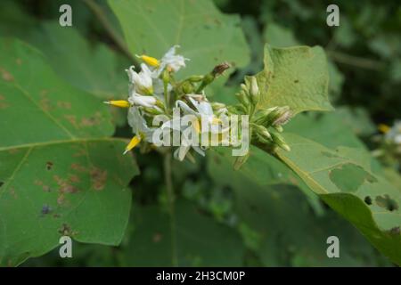 Solanum torvum (Putenbeere, rickiger Nachtschatten, Shoo-Shoo-Busch, wilde Aubergine, Erbsenaugpflanze, pea Aubergine, kantɔsi, konsusua) oder allgemein als pok bezeichnet Stockfoto