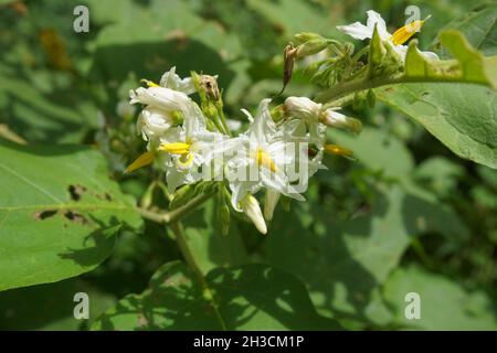 Solanum torvum (Putenbeere, rickiger Nachtschatten, Shoo-Shoo-Busch, wilde Aubergine, Erbsenaugpflanze, pea Aubergine, kantɔsi, konsusua) oder allgemein als pok bezeichnet Stockfoto