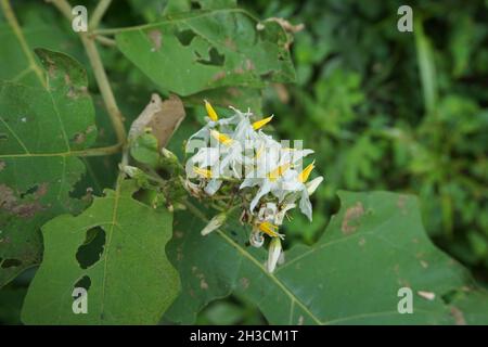 Solanum torvum (Putenbeere, rickiger Nachtschatten, Shoo-Shoo-Busch, wilde Aubergine, Erbsenaugpflanze, pea Aubergine, kantɔsi, konsusua) oder allgemein als pok bezeichnet Stockfoto