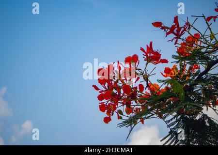 Nahaufnahme einer schönen roten Caesalpinia pulcherrima Pfauenblüten verzweigt sich auf einen Baum Stockfoto