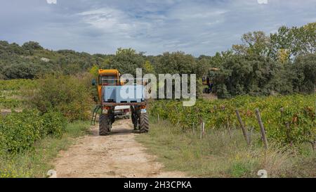 Transport der Trauben nach der mechanischen Ernte Stockfoto