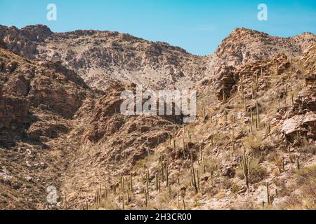 Die karge, kaktusgespickte Landschaft des Sabino Canyon am Stadtrand von Tucson, Arizona Stockfoto