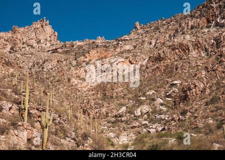 Die karge, kaktusgespickte Landschaft des Sabino Canyon am Stadtrand von Tucson, Arizona Stockfoto