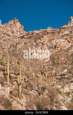 Die karge, kaktusgespickte Landschaft des Sabino Canyon am Stadtrand von Tucson, Arizona Stockfoto