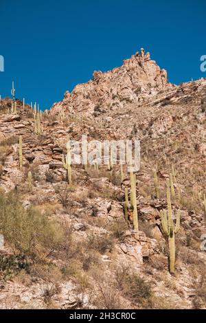 Die karge, kaktusgespickte Landschaft des Sabino Canyon am Stadtrand von Tucson, Arizona Stockfoto