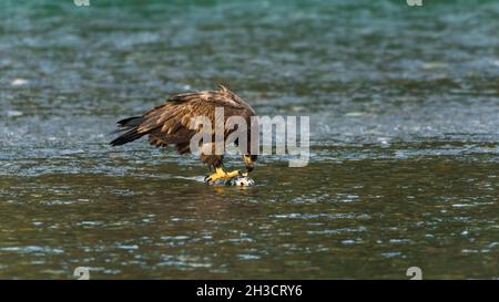 Unreifer Weißkopfseeadler balanciert auf einem Chum-Lachs im Winterwasser des Nooksack-Flusses im pazifischen Nordwesten Stockfoto