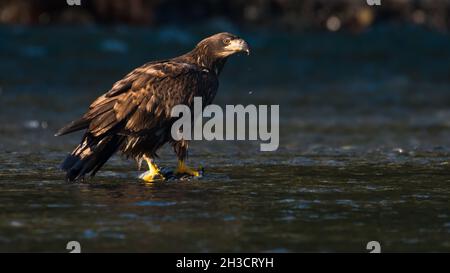 Ein unreifer Weißkopfseeadler steht im Winter auf einem Chum-Lachs im Nooksack River. Der Vogel ist in der Nähe mit Federdetails im Sonnenlicht Stockfoto