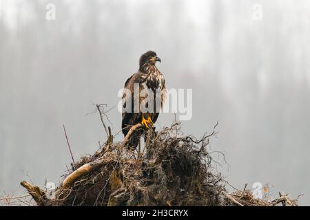 Unreifer Weißkopfseeadler, der an einem nebligen Wintermorgen entlang des Nooksack River auf einem Wurzelballen eines umgestürzten Baumes steht Stockfoto