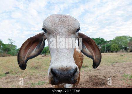 Nahaufnahme von Gir-Rindern auf der Weide. Neugierige Kuh indischen Ursprungs in der Landschaft von Brasilien.Milchvieh für die Milchproduktion und Rindfleisch. Gir cattl Stockfoto