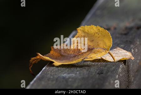 Goldenes Blatt auf einem abgenutzten grauen Holzgeländer Stockfoto