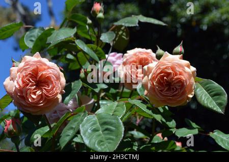 Rosen im Garten an einem sonnigen Frühlingstag Stockfoto