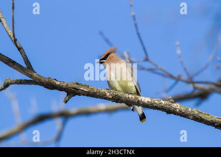 Zedernwachsflügel auf einem Baumzweig mit einem blauen Himmel Hintergrund thront Stockfoto