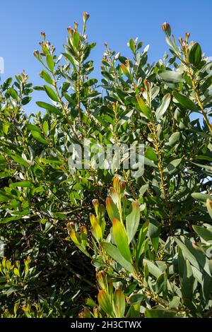 Akazie Melanoxylon oder Acacia Penninervis, dunkelgrün, schmale Blätter und kleine, kugelartige, gelblich-weiße Blüten. Wildes Schwarzholz oder Wattle ist floweri Stockfoto