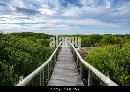 Holzweg führt zum Strand durch die Sanddünen des Naturreservats Sao Jacinto, Aveiro, Portugal. Stockfoto