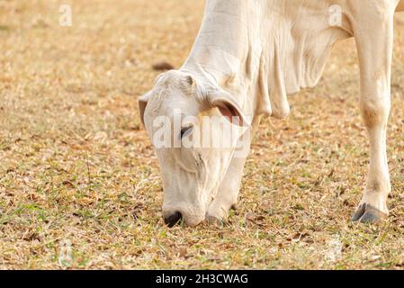 Kuh, die Gras auf einer Weide auf dem Land in Brasilien frisst. Nellore ist eine Rasse, die im Land weit verbreitet ist, um edle Schnitte für inländische zu erhalten Stockfoto