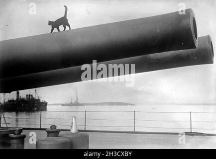 Eine Katze, das Maskottchen der HMS Queen Elizabeth, läuft auf dem Lauf eines der 15-Zoll-Geschütze. Stockfoto