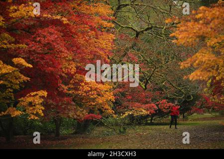 Gloucestershire, Großbritannien. Oktober 2021. Ein Besucher genießt die Herbstfarben in Westonburt, dem National Arboretum in der Nähe von Tetbury, in Gloucestershire, Großbritannien, am 27. Oktober 2021. Quelle: Tim Ireland/Xinhua/Alamy Live News Stockfoto