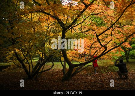 Gloucestershire, Großbritannien. Oktober 2021. Besucher genießen die Herbstfarben im Westonburt, dem National Arboretum in der Nähe von Tetbury, in Gloucestershire, Großbritannien, am 27. Oktober 2021. Quelle: Tim Ireland/Xinhua/Alamy Live News Stockfoto