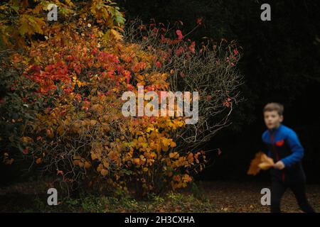 Gloucestershire, Großbritannien. Oktober 2021. Ein Junge genießt die Herbstfarben in Westonburt, dem National Arboretum in der Nähe von Tetbury, in Gloucestershire, Großbritannien, am 27. Oktober 2021. Quelle: Tim Ireland/Xinhua/Alamy Live News Stockfoto