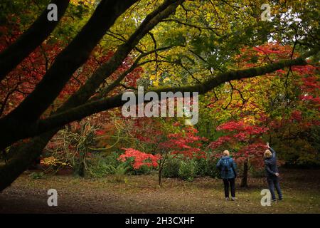 Gloucestershire, Großbritannien. Oktober 2021. Besucher genießen die Herbstfarben im Westonburt, dem National Arboretum in der Nähe von Tetbury, in Gloucestershire, Großbritannien, am 27. Oktober 2021. Quelle: Tim Ireland/Xinhua/Alamy Live News Stockfoto