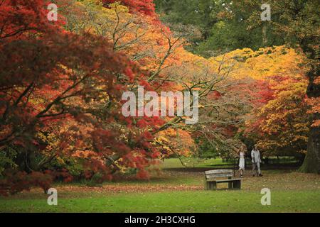 Gloucestershire, Großbritannien. Oktober 2021. Besucher genießen die Herbstfarben im Westonburt, dem National Arboretum in der Nähe von Tetbury, in Gloucestershire, Großbritannien, am 27. Oktober 2021. Quelle: Tim Ireland/Xinhua/Alamy Live News Stockfoto