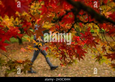 Gloucestershire, Großbritannien. Oktober 2021. Ein Besucher genießt die Herbstfarben in Westonburt, dem National Arboretum in der Nähe von Tetbury, in Gloucestershire, Großbritannien, am 27. Oktober 2021. Quelle: Tim Ireland/Xinhua/Alamy Live News Stockfoto