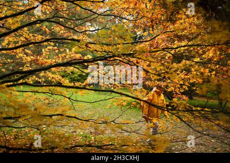 Gloucestershire, Großbritannien. Oktober 2021. Ein Besucher genießt die Herbstfarben in Westonburt, dem National Arboretum in der Nähe von Tetbury, in Gloucestershire, Großbritannien, am 27. Oktober 2021. Quelle: Tim Ireland/Xinhua/Alamy Live News Stockfoto