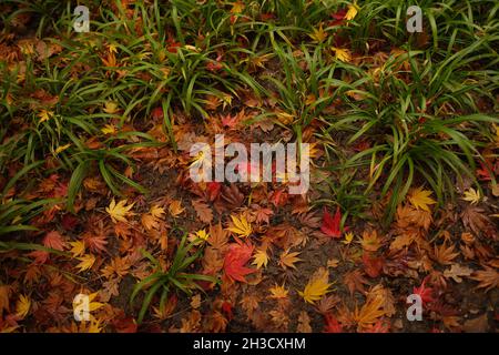 Gloucestershire. Oktober 2021. Das am 27. Oktober 2021 aufgenommene Foto zeigt die Herbstfarbenszene in Westonburt, dem National Arboretum in der Nähe von Tetbury, in Gloucestershire, Großbritannien. Quelle: Tim Ireland/Xinhua/Alamy Live News Stockfoto