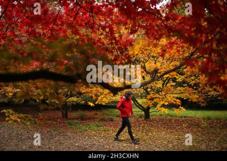 Gloucestershire, Großbritannien. Oktober 2021. Ein Besucher genießt die Herbstfarben in Westonburt, dem National Arboretum in der Nähe von Tetbury, in Gloucestershire, Großbritannien, am 27. Oktober 2021. Quelle: Tim Ireland/Xinhua/Alamy Live News Stockfoto