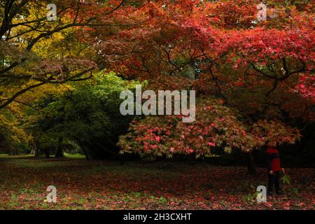 Gloucestershire, Großbritannien. Oktober 2021. Ein Besucher genießt die Herbstfarben in Westonburt, dem National Arboretum in der Nähe von Tetbury, in Gloucestershire, Großbritannien, am 27. Oktober 2021. Quelle: Tim Ireland/Xinhua/Alamy Live News Stockfoto