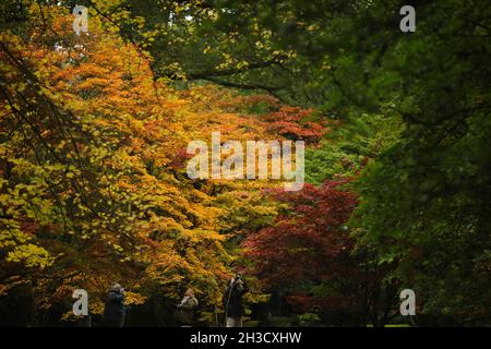 Gloucestershire, Großbritannien. Oktober 2021. Besucher genießen die Herbstfarben im Westonburt, dem National Arboretum in der Nähe von Tetbury, in Gloucestershire, Großbritannien, am 27. Oktober 2021. Quelle: Tim Ireland/Xinhua/Alamy Live News Stockfoto