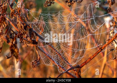 Die Kunst von Mutter Natur mit einem mit Tau beladenen Spinnennetz. Willkommen Im Herbst. Raleigh, North Carolina. Stockfoto