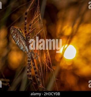 Gebänderte Gartenspinne (Argiope trifasciata), die den Sonnenaufgang beobachtet. Raleigh, North Carolina. Gute Farben für Halloween. Stockfoto