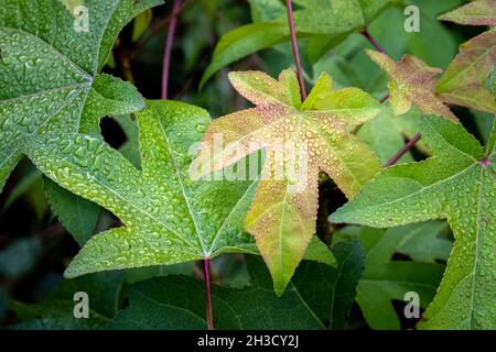 Taubedecktes Laub eines amerikanischen Sweetgums (Liquidambar styraciflua), wenn die Farben in den Herbst übergehen. Naturhintergrundbild. Stockfoto