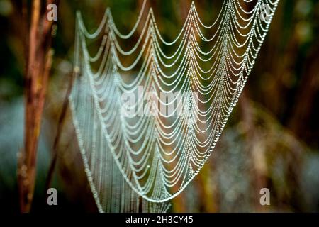 Die Kunstfertigkeit von Mutter Natur mit einem mit Tau beladenen Spinnennetz, das wie eine Perlenkette aussieht. Willkommen Im Herbst. Raleigh, North Carolina. Stockfoto