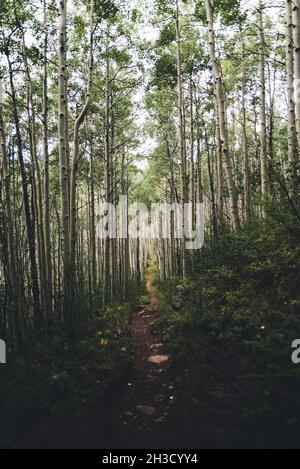 Aspen Bäume säumen einen Pfad im Sommer. Stockfoto