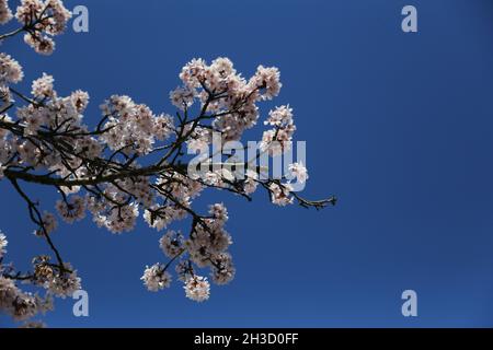 Kirschblüte am blauen Himmel Stockfoto