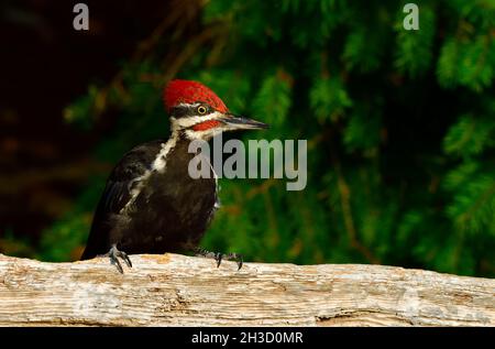 Ein Pileated Specht (Dryocopus pileatus), der auf einem Baumstamm entlang der Küste auf Vancouver Island in British Columbia, Kanada, thront Stockfoto