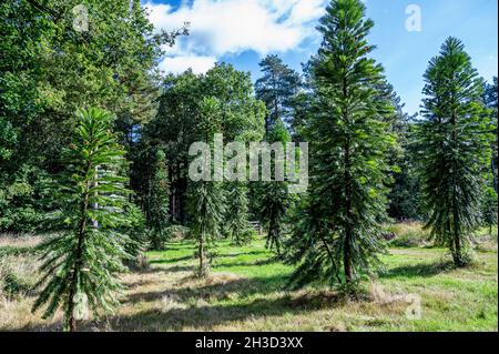 Pinus woollimii, Wollemi-Kiefer, Wollemia nobilis, Araucariaceae. Gefährdete Nadelbäume nur in freier Wildbahn, in Südaustralien, zu finden. Stockfoto