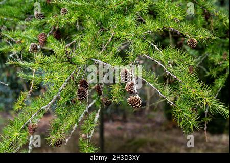 Larix kaempferi, japanische Lärche, Tannenzapfen. Spätsommer bei Sonnenschein. Stockfoto