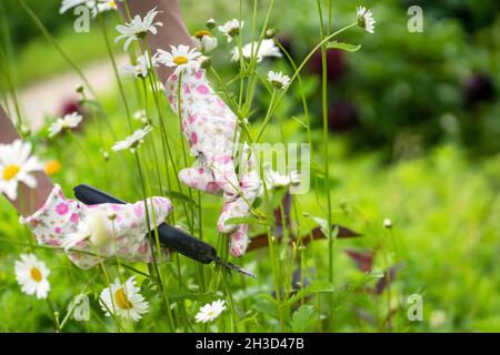 Ein Gärtner mit einem Vorschnitt schneidet ein Bouquet von Gänseblümchen a im Garten Stockfoto